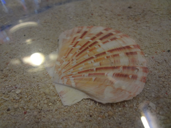 藍色地圖咖啡館：1021001[官本金文愛台灣]第三雷空有地中海風格的藍色地圖咖啡館Bule Map餐點須再加強