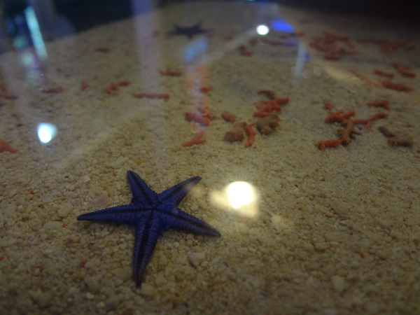 藍色地圖咖啡館：1021001[官本金文愛台灣]第三雷空有地中海風格的藍色地圖咖啡館Bule Map餐點須再加強