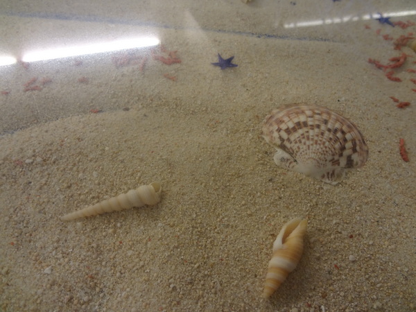 藍色地圖咖啡館：1021001[官本金文愛台灣]第三雷空有地中海風格的藍色地圖咖啡館Bule Map餐點須再加強