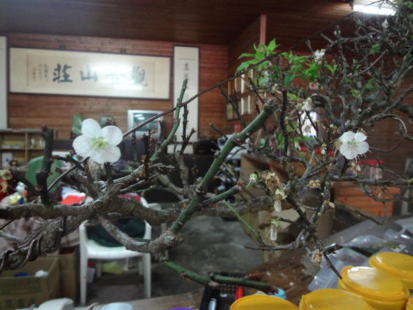 觀音山莊野菜料理：1020106[官本金文愛台灣]觀音山莊像在莊園博物館裡享受美食賞石賞魚賞花的好地方