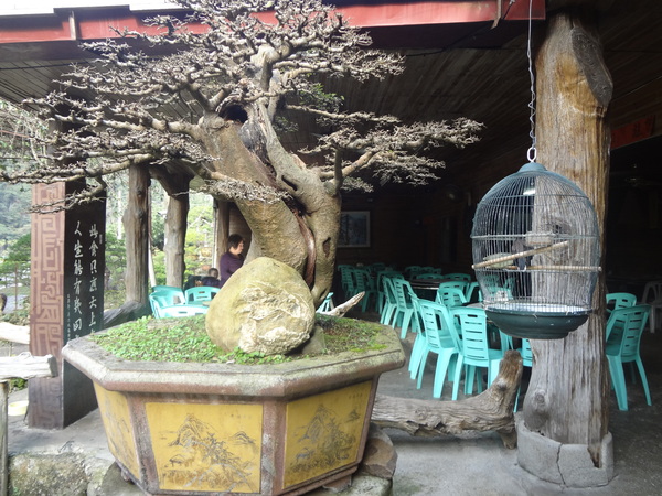 觀音山莊野菜料理：1020106[官本金文愛台灣]觀音山莊像在莊園博物館裡享受美食賞石賞魚賞花的好地方