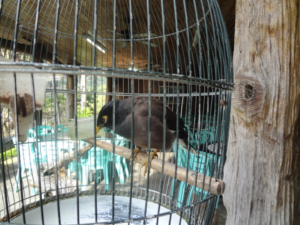 觀音山莊野菜料理：1020106[官本金文愛台灣]觀音山莊像在莊園博物館裡享受美食賞石賞魚賞花的好地方