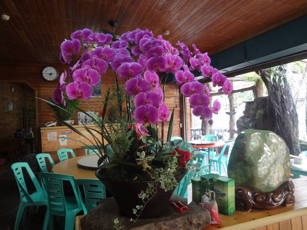 觀音山莊野菜料理：1020106[官本金文愛台灣]觀音山莊像在莊園博物館裡享受美食賞石賞魚賞花的好地方