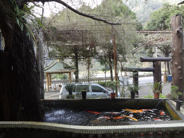 觀音山莊野菜料理：1020106[官本金文愛台灣]觀音山莊像在莊園博物館裡享受美食賞石賞魚賞花的好地方