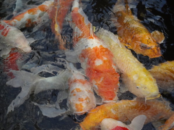 觀音山莊野菜料理：1020106[官本金文愛台灣]觀音山莊像在莊園博物館裡享受美食賞石賞魚賞花的好地方