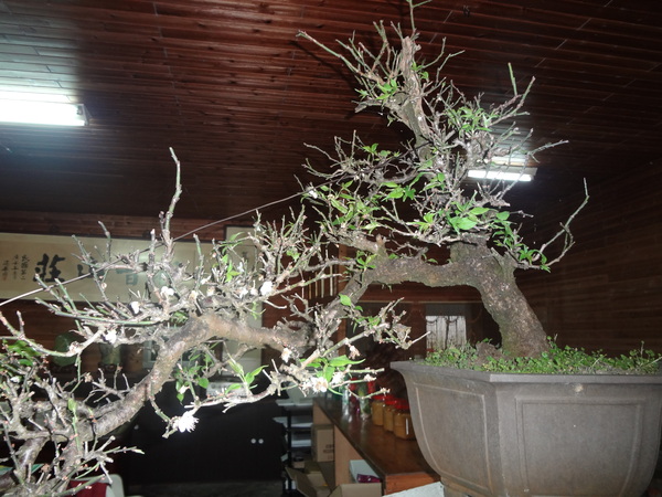 觀音山莊野菜料理：1020106[官本金文愛台灣]觀音山莊像在莊園博物館裡享受美食賞石賞魚賞花的好地方