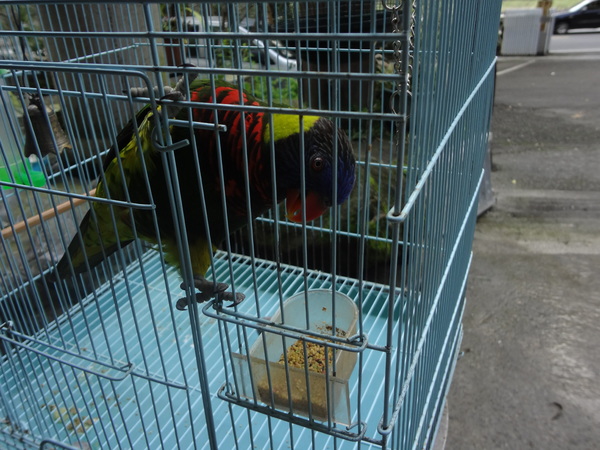 觀音山莊野菜料理：1020106[官本金文愛台灣]觀音山莊像在莊園博物館裡享受美食賞石賞魚賞花的好地方