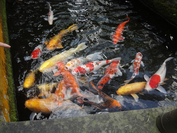 觀音山莊野菜料理：1020106[官本金文愛台灣]觀音山莊像在莊園博物館裡享受美食賞石賞魚賞花的好地方