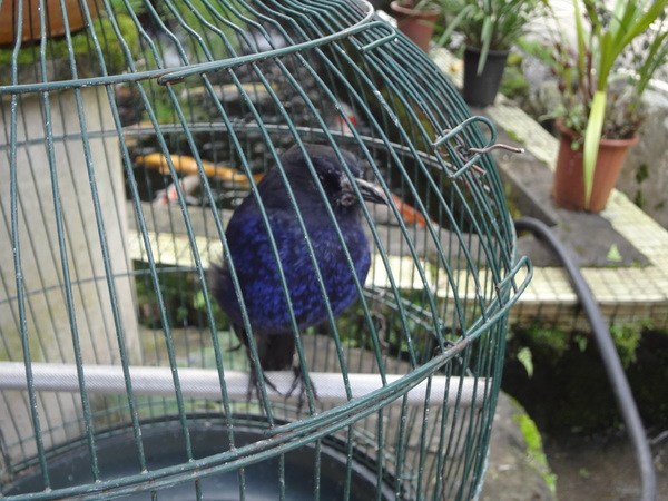 觀音山莊野菜料理：1020106[官本金文愛台灣]觀音山莊像在莊園博物館裡享受美食賞石賞魚賞花的好地方