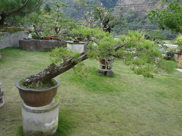 觀音山莊之松雨庭：1020106[官本金文愛台灣]觀音山莊之松雨庭超有高貴FU的庭園景觀