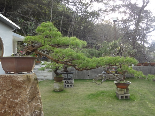 觀音山莊之松雨庭：1020106[官本金文愛台灣]觀音山莊之松雨庭超有高貴FU的庭園景觀