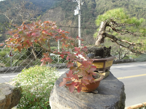 觀音山莊之松雨庭：1020106[官本金文愛台灣]觀音山莊之松雨庭超有高貴FU的庭園景觀