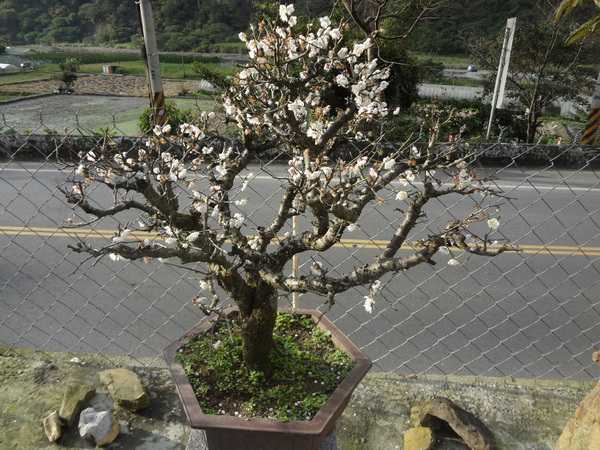 觀音山莊之松雨庭：1020106[官本金文愛台灣]觀音山莊之松雨庭超有高貴FU的庭園景觀