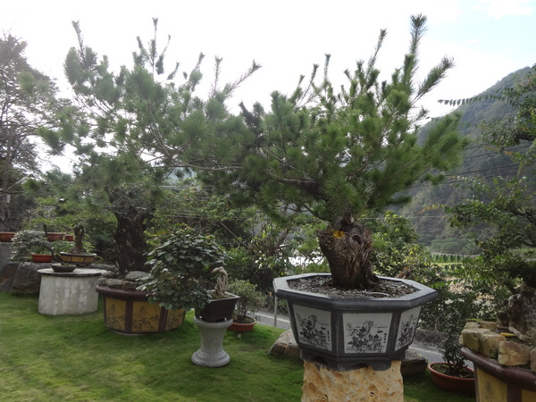 觀音山莊之松雨庭：1020106[官本金文愛台灣]觀音山莊之松雨庭超有高貴FU的庭園景觀