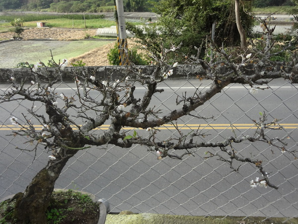 觀音山莊之松雨庭：1020106[官本金文愛台灣]觀音山莊之松雨庭超有高貴FU的庭園景觀