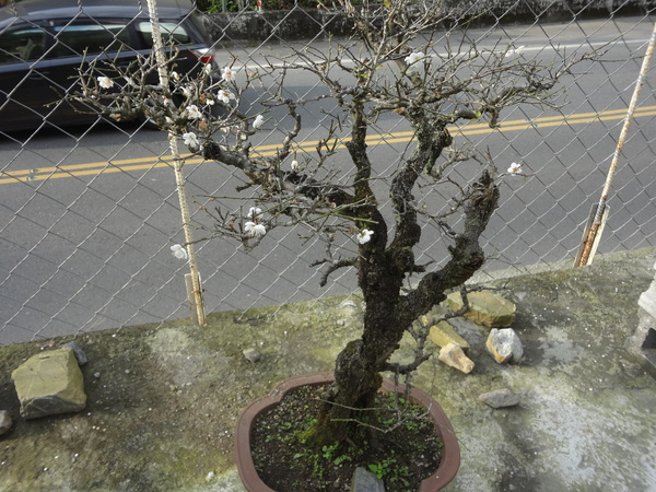 觀音山莊之松雨庭：1020106[官本金文愛台灣]觀音山莊之松雨庭超有高貴FU的庭園景觀