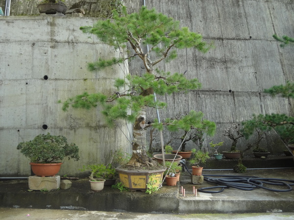 觀音山莊之松雨庭：1020106[官本金文愛台灣]觀音山莊之松雨庭超有高貴FU的庭園景觀