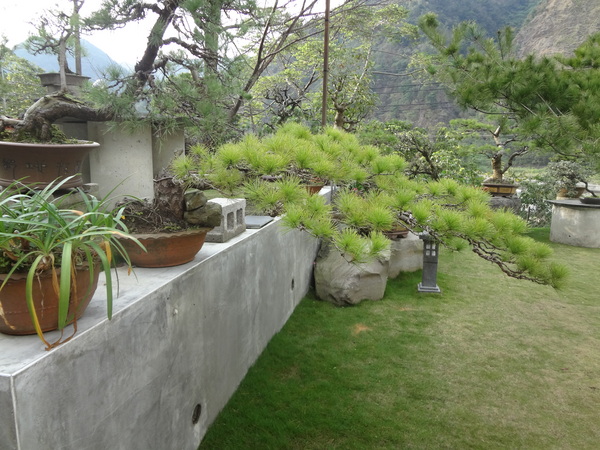 觀音山莊之松雨庭：1020106[官本金文愛台灣]觀音山莊之松雨庭超有高貴FU的庭園景觀
