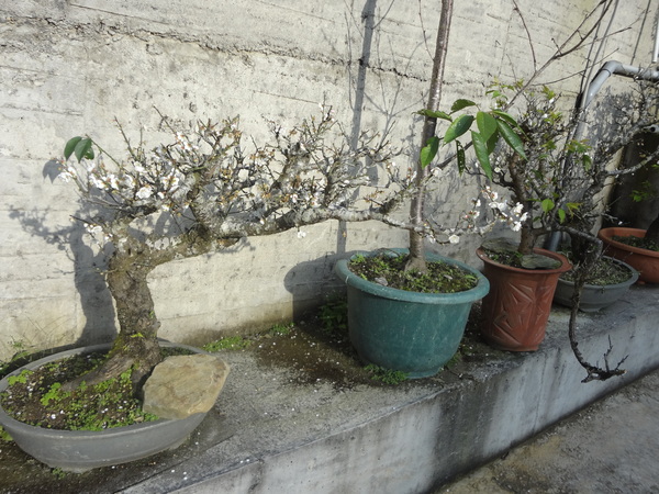 觀音山莊之松雨庭：1020106[官本金文愛台灣]觀音山莊之松雨庭超有高貴FU的庭園景觀