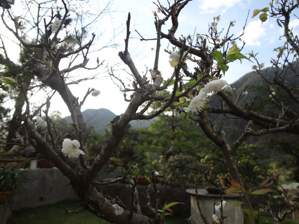 觀音山莊之松雨庭：1020106[官本金文愛台灣]觀音山莊之松雨庭超有高貴FU的庭園景觀