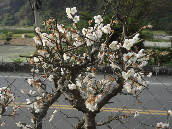 觀音山莊之松雨庭：1020106[官本金文愛台灣]觀音山莊之松雨庭超有高貴FU的庭園景觀