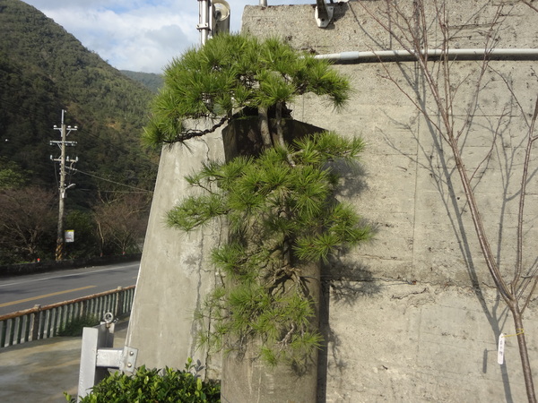 觀音山莊之松雨庭：1020106[官本金文愛台灣]觀音山莊之松雨庭超有高貴FU的庭園景觀