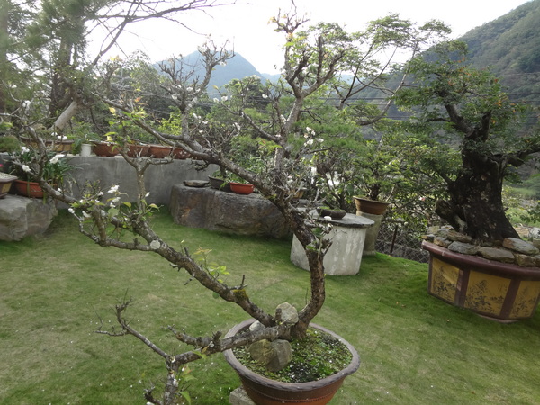 觀音山莊之松雨庭：1020106[官本金文愛台灣]觀音山莊之松雨庭超有高貴FU的庭園景觀