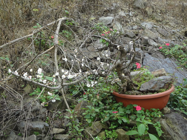 觀音山莊之松雨庭：1020106[官本金文愛台灣]觀音山莊之松雨庭超有高貴FU的庭園景觀