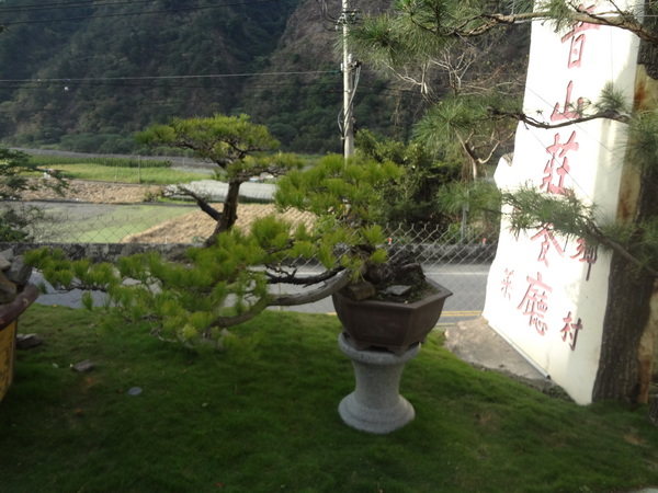 觀音山莊之松雨庭：1020106[官本金文愛台灣]觀音山莊之松雨庭超有高貴FU的庭園景觀
