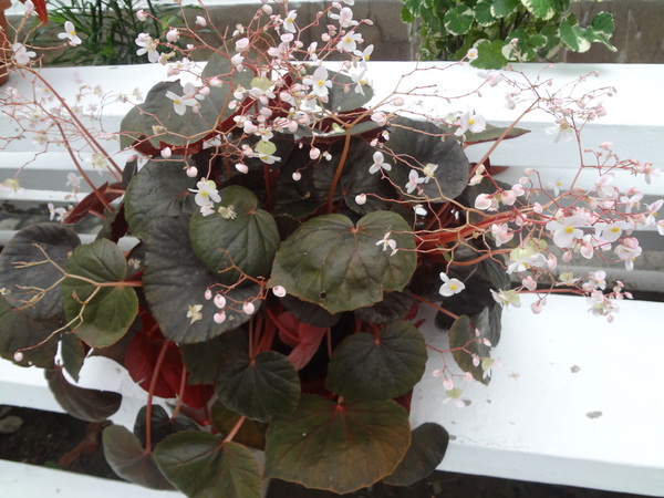 2012士林官邸菊花展：1011201[官本金文愛台灣]2012士林官邸菊展手舞菊蹈秋的繽紛舞宴看到人潮好多又漂亮的菊花(外部篇)