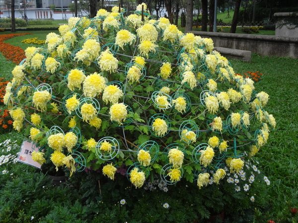 2012士林官邸菊花展：1011201[官本金文愛台灣]2012士林官邸菊展手舞菊蹈秋的繽紛舞宴看到人潮好多又漂亮的菊花(外部篇)