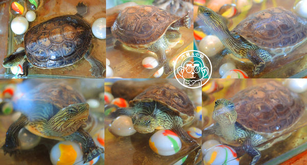 虎屋咖啡：呷飽祙【台北松山･hooooo café 虎屋】同時滿足大人與小孩的遊樂場咖啡廳