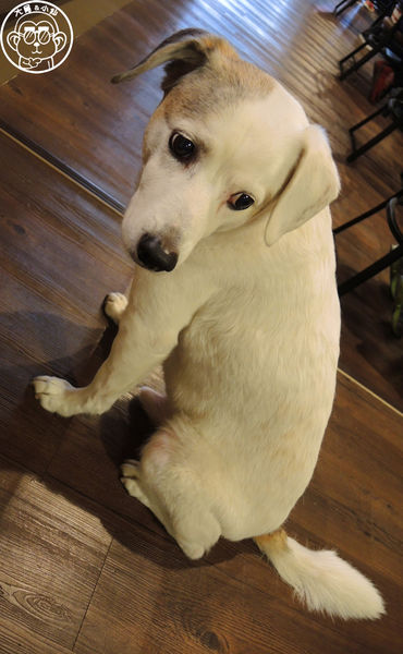 西洋風咖啡館：呷飽祙【新北板橋･西洋風咖啡館】療癒店長底家啦