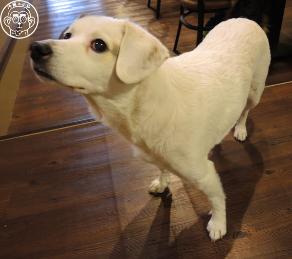 西洋風咖啡館：呷飽祙【新北板橋･西洋風咖啡館】療癒店長底家啦
