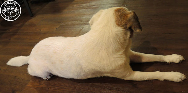 西洋風咖啡館：呷飽祙【新北板橋･西洋風咖啡館】療癒店長底家啦