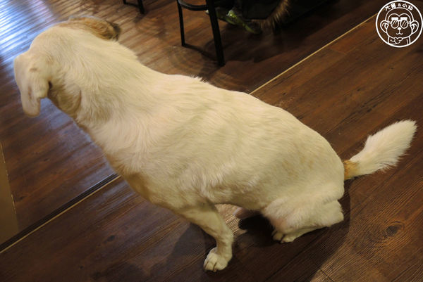 西洋風咖啡館：呷飽祙【新北板橋･西洋風咖啡館】療癒店長底家啦