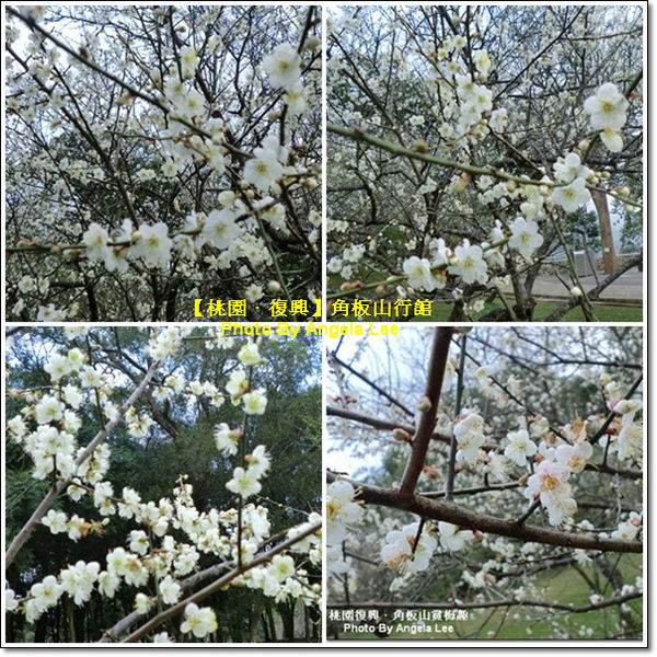 角板山的梅山們