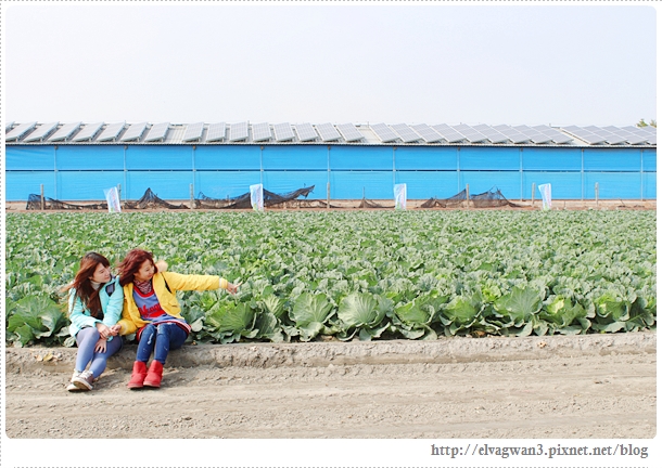 雲林千人高麗菜辦桌-12