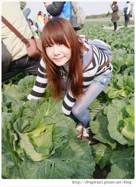 雲林千人高麗菜辦桌-21