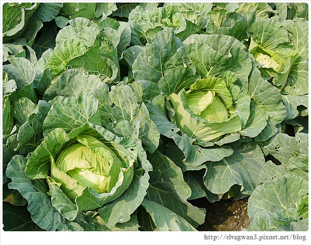 雲林千人高麗菜辦桌-20