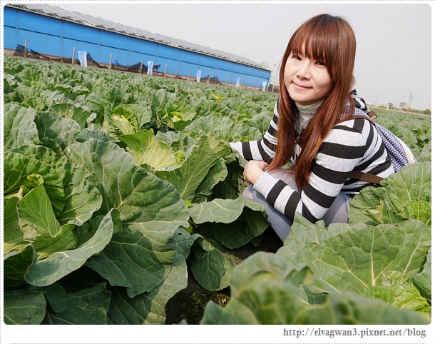 雲林千人高麗菜辦桌-22