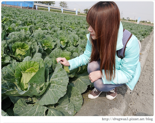 雲林千人高麗菜辦桌-17
