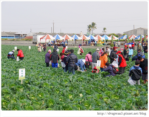 雲林千人高麗菜辦桌-19