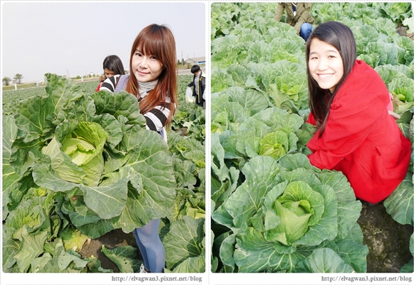 雲林千人高麗菜辦桌-2