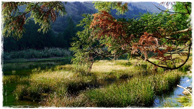 陽明山夢幻湖