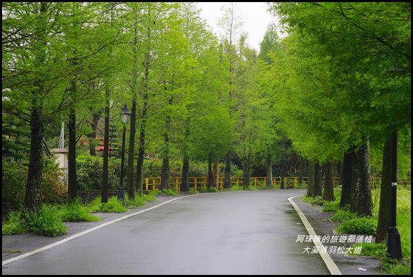 大溪落羽松大道15.JPG