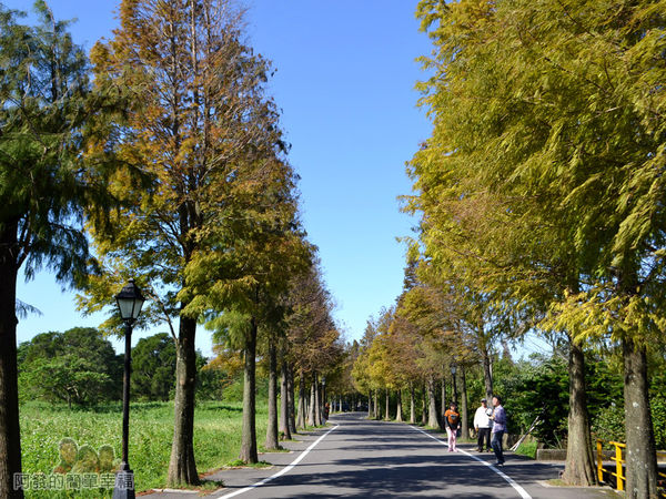 落羽松大道25-落羽松大道尾段