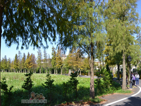 落羽松大道24-轉彎處一景