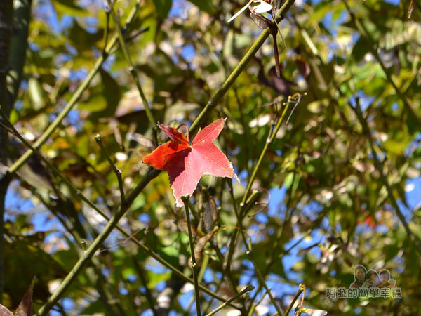 落羽松大道18-三合院門口前漸紅的楓葉