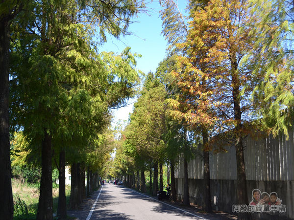 落羽松大道01-入口處